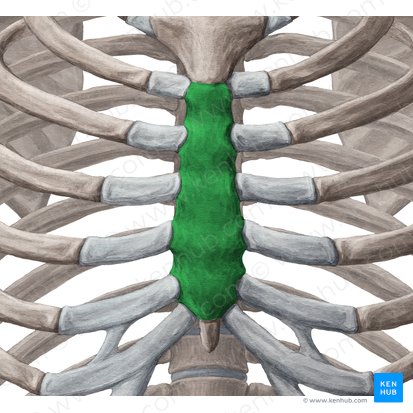 Body of sternum (Corpus sterni); Image: Yousun Koh