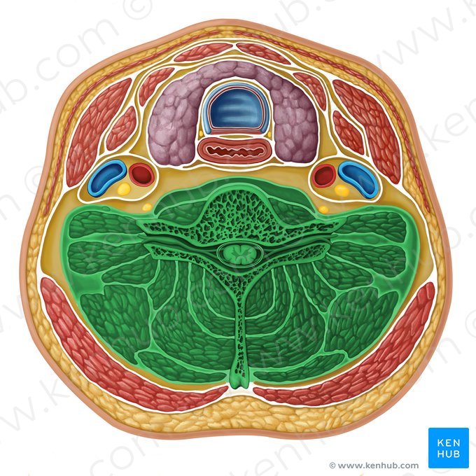 Vertebral compartment (Compartimentum vertebrale); Image: Irina Münstermann