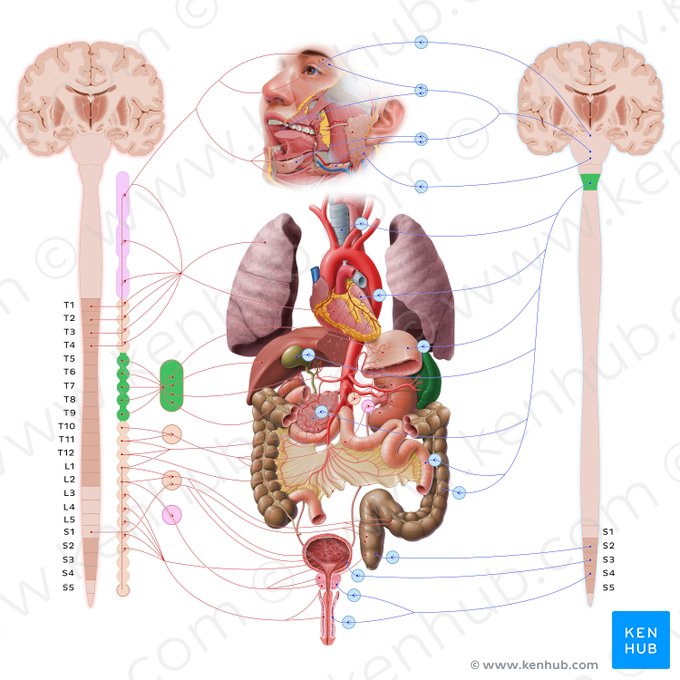 Spleen (Splen); Image: Paul Kim