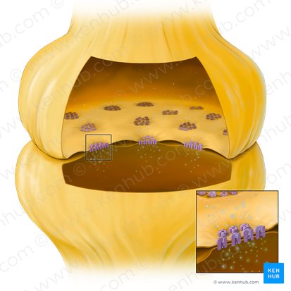 Synapsis nonvesicularis (Elektrische Synapse); Bild: Tal Bavli Ziv