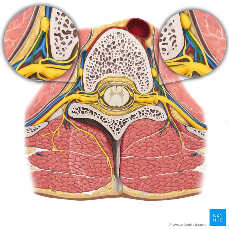 Gray ramus communicans - cranial view