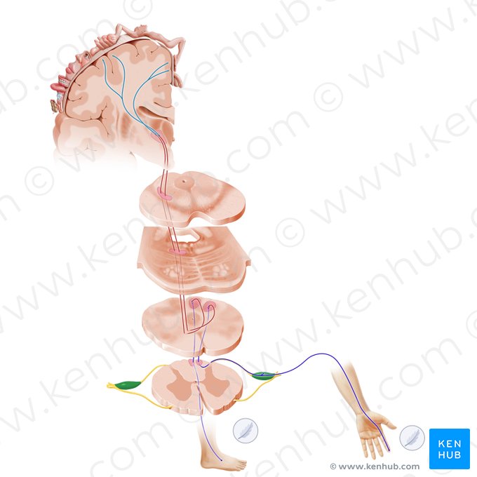 Ganglion spinale (Spinalganglion); Bild: Paul Kim