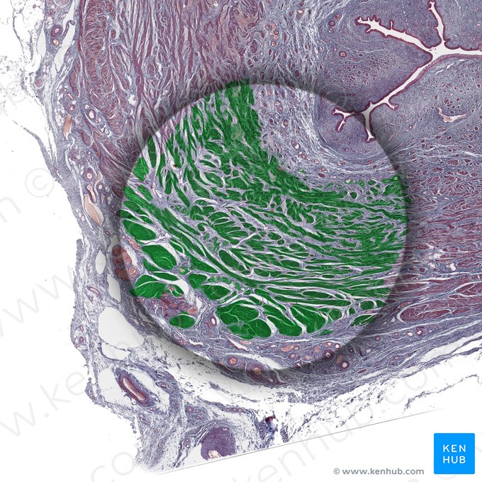 Tunica muscularis (Muskelschicht); Bild: 