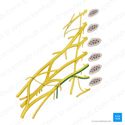 Nervus cutaneus medialis brachii (Innerer Hautnerv des Oberarms); Bild: Begoña Rodriguez
