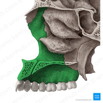 Maxilla; Image: Yousun Koh