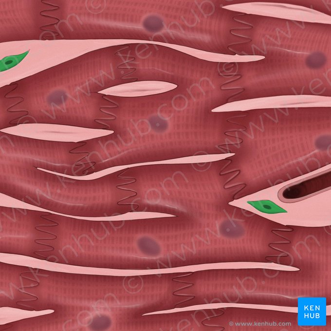 Fibroblastus (Fibroblast); Bild: Tal Bavli Ziv