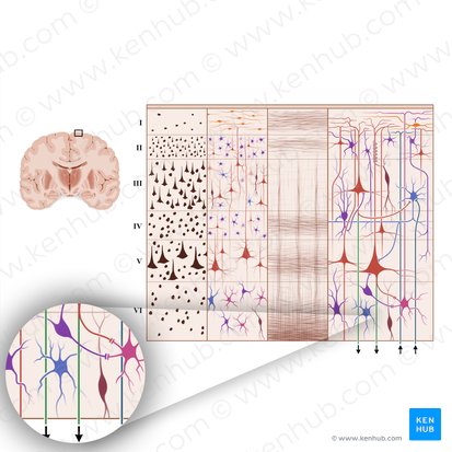 Fibras eferentes de la corteza cerebral (Neurofibrae efferentes corticis cerebri); Imagen: Paul Kim