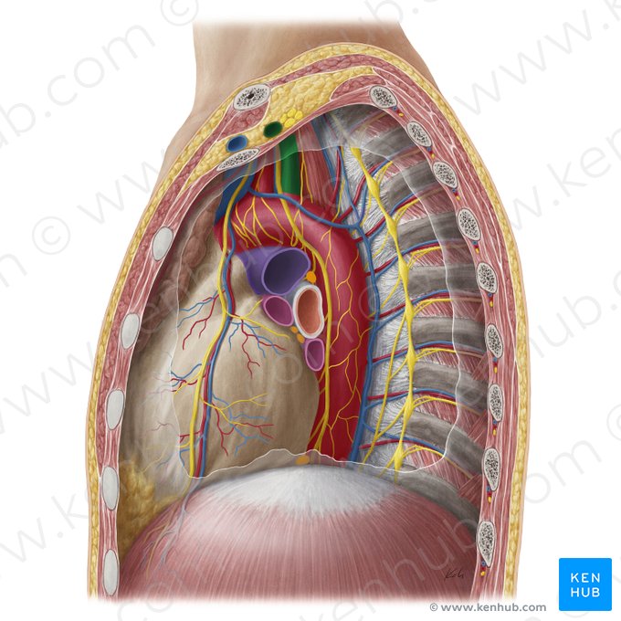 Left subclavian artery (Arteria subclavia sinistra); Image: Yousun Koh