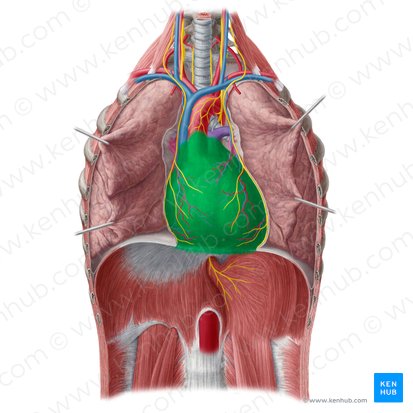 Pericardium (Herzbeutel); Bild: Yousun Koh