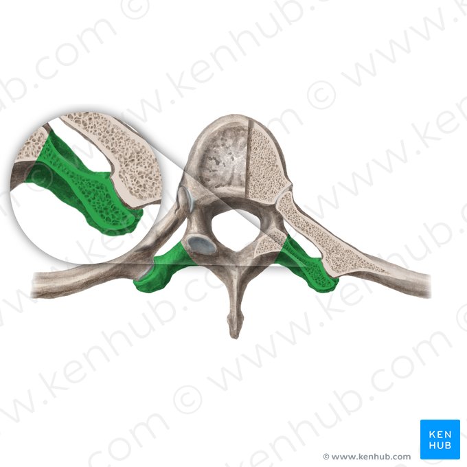 Transverse process of vertebra (Processus transversus vertebrae); Image: Begoña Rodriguez