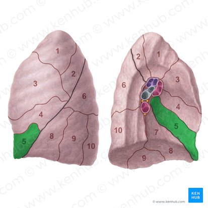 Inferior lingular segment of left lung (Segmentum lingulare inferius pulmonis sinistri); Image: Paul Kim