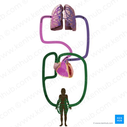 Systemic circulation (Circulatio systematis); Image: Begoña Rodriguez