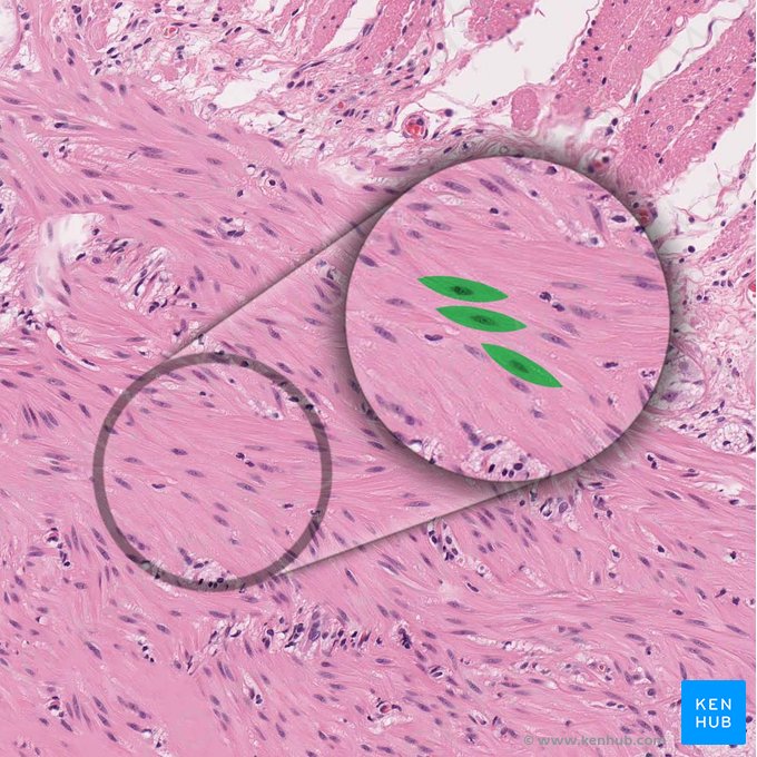 Smooth muscle cell (Myocytus levis); Image: 