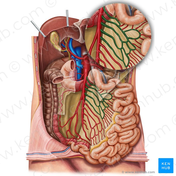Jejunal arteries (Arteriae jejunales); Image: Irina Münstermann