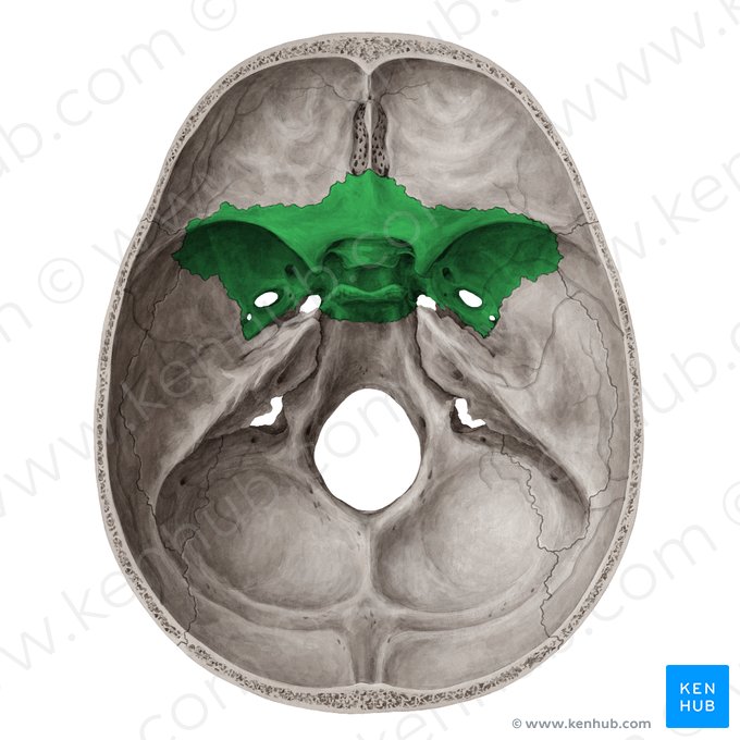 Sphenoid bone (Os sphenoidale); Image: Yousun Koh