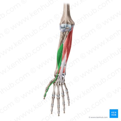 Flexor pollicis longus muscle (Musculus flexor pollicis longus); Image: Yousun Koh