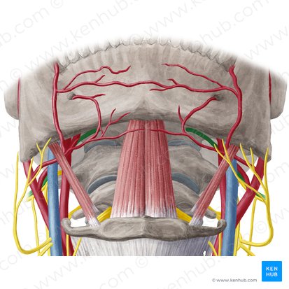 Hypoglossal nerve (Nervus hypoglossus); Image: Yousun Koh