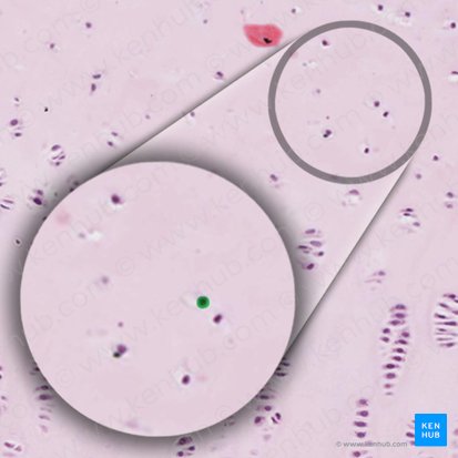 Chondrocyte (Chondrocytus); Image: 