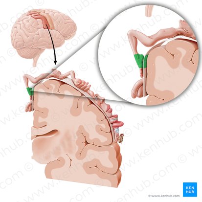 Cortex sensorius pedis (Sensorischer Kortex des Fußes); Bild: Paul Kim