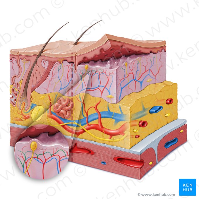 Subpapillary venous plexus (Plexus venosus subpapillaris); Image: Paul Kim