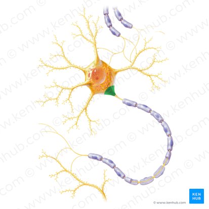 Colliculus axonis (Axonhügel); Bild: Paul Kim