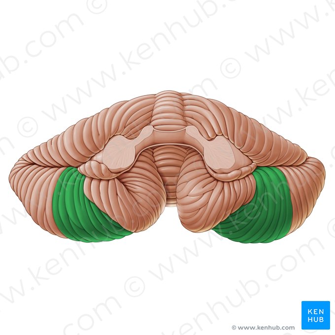 Biventral lobule of cerebellum (Lobulus biventer cerebelli); Image: Paul Kim