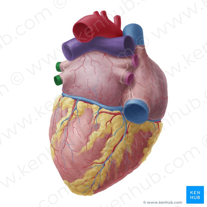Left pulmonary veins (Venae pulmonales sinistrae); Image: Yousun Koh