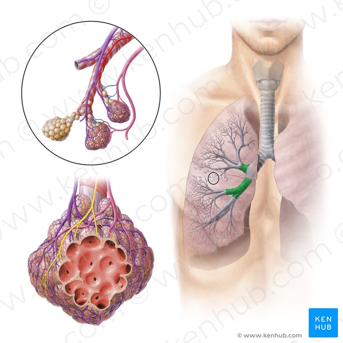 Right lobar bronchi (Bronchi lobares dextri); Image: Paul Kim