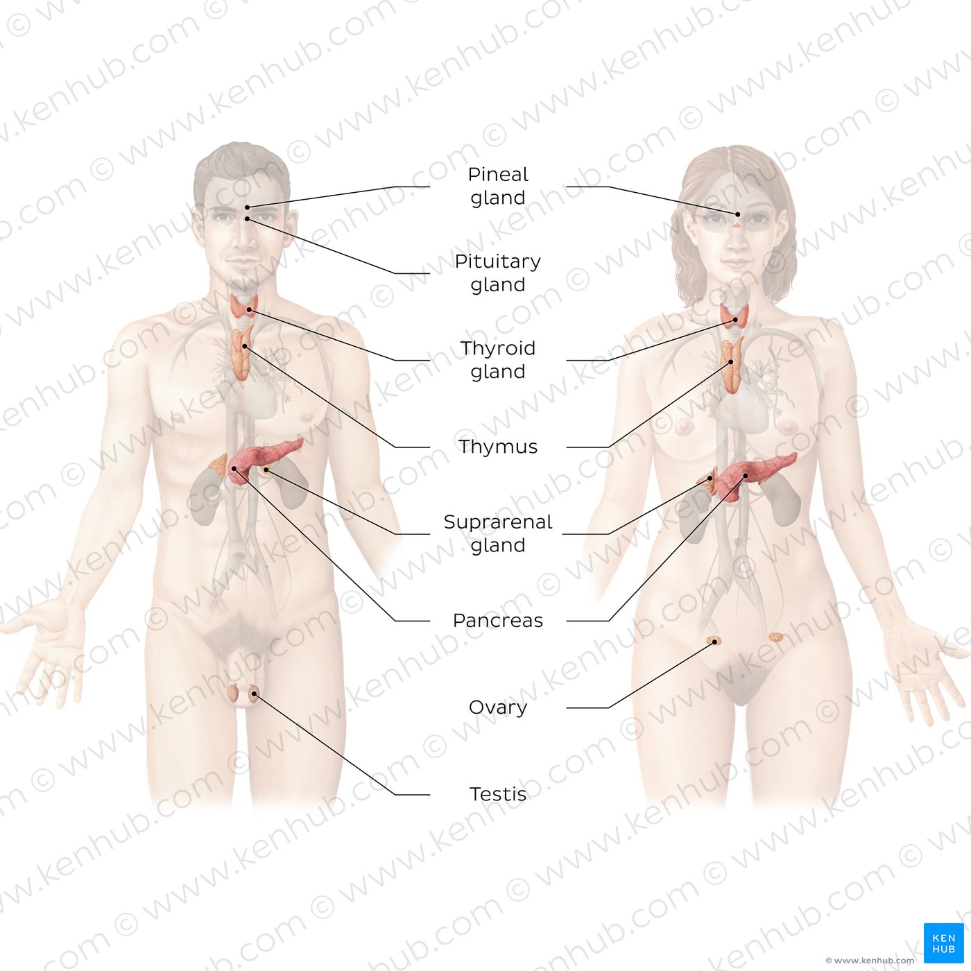 Organs of the endocrine system