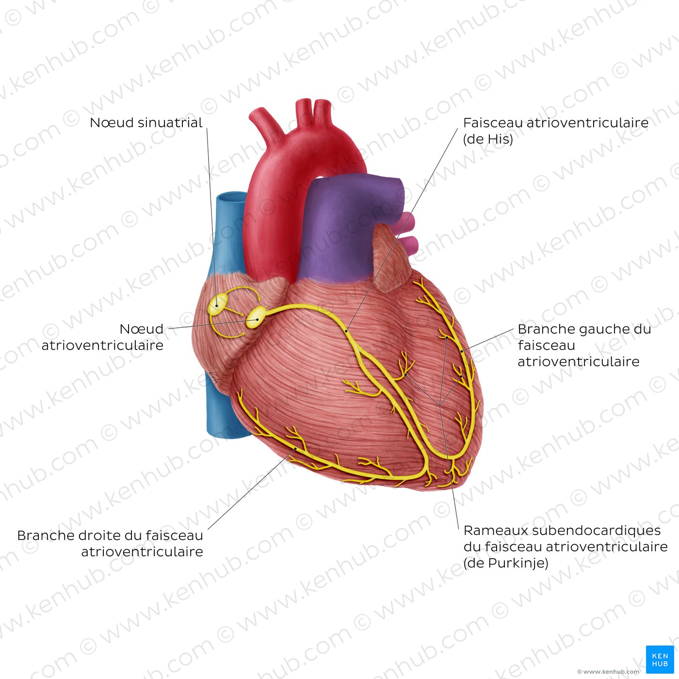Conduction system of the heart