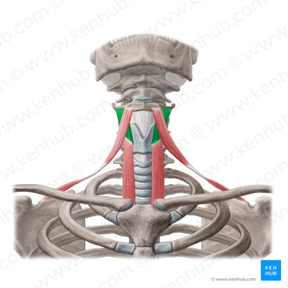 Thyrohyoid muscle (Musculus thyrohyoideus); Image: Yousun Koh