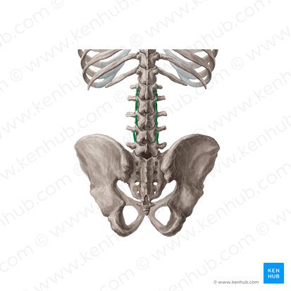 Medial intertransversarii lumborum muscles (Musculi intertransversarii mediales lumborum); Image: Yousun Koh
