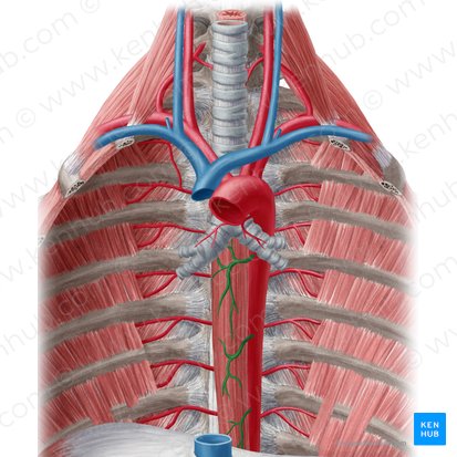 Rami oesophageales aortae (Speiseröhrenäste der Brustaorta); Bild: Yousun Koh