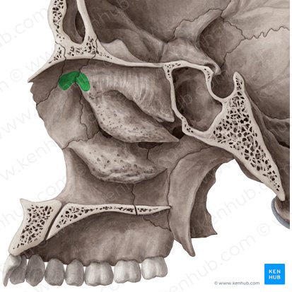 Eminencia nasal (Agger nasi); Imagen: Yousun Koh