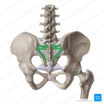 Posterior sacroiliac ligament (Ligamentum sacroiliacum posterius); Image: Liene Znotina