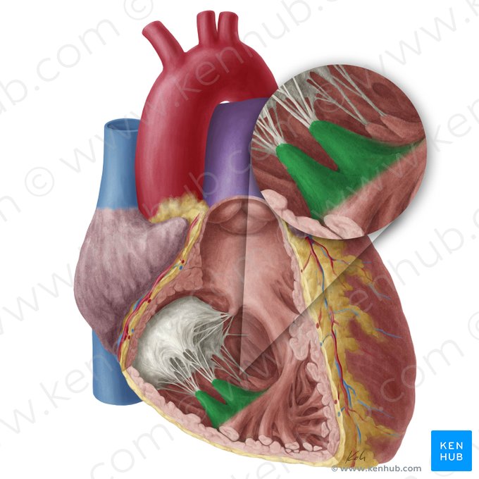 Anterior papillary muscle of right ventricle (Musculus papillaris anterior ventriculi dextri); Image: Yousun Koh