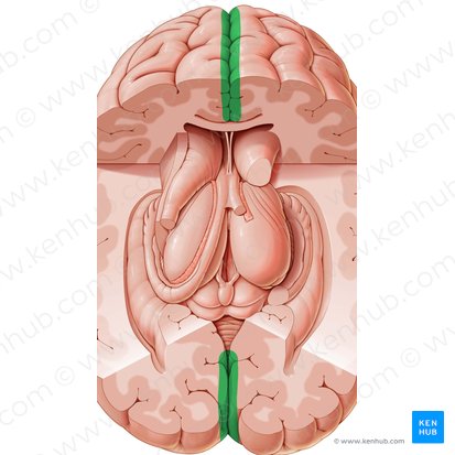 Longitudinal cerebral fissure (Fissura longitudinalis cerebri); Image: Paul Kim