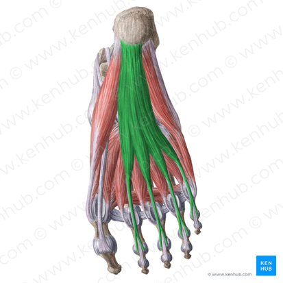 Musculus flexor digitorum brevis (Kurzer Zehenbeuger); Bild: Liene Znotina