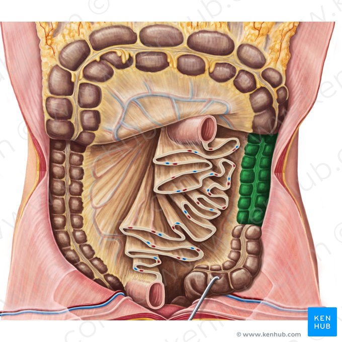 Descending colon (Colon descendens); Image: Irina Münstermann