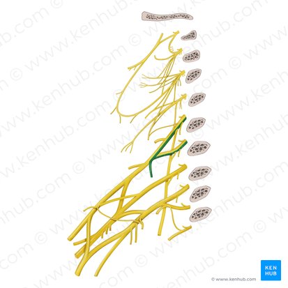 Subclavian nerve (Nervus subclavius); Image: Begoña Rodriguez