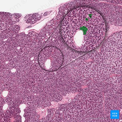 Parathyroid oxyphil cell (Parathyrocytus oxyphilicus); Image: 