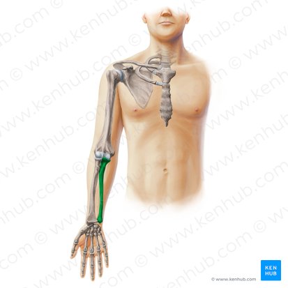 Ulna; Image: Paul Kim