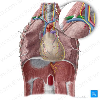 Right subclavian artery (Arteria subclavia dextra); Image: Yousun Koh