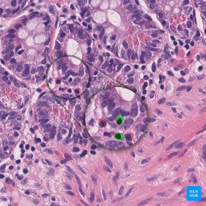 Endocrinocytus gastrointestinalis (Enteroendokrine Zelle); Bild: 