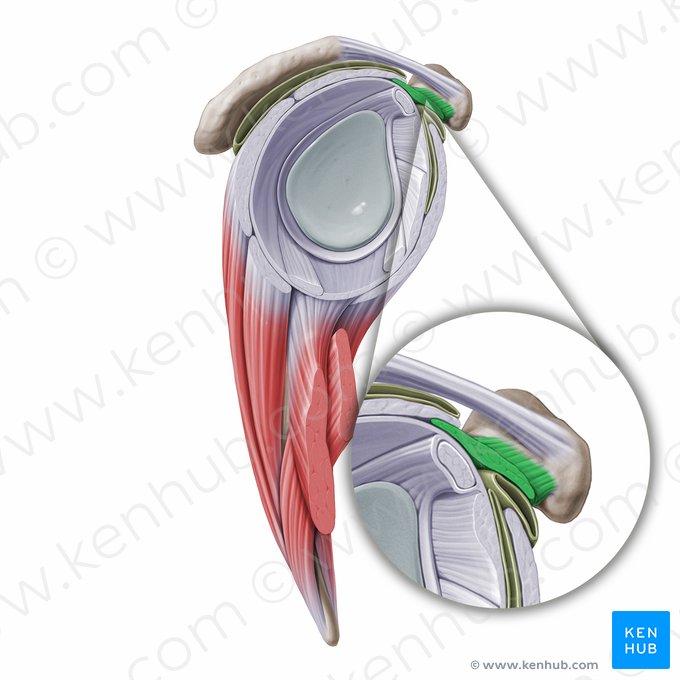 Ligamentum coracohumerale (Schnabelfortsatz-Oberarmknochen-Band); Bild: Paul Kim