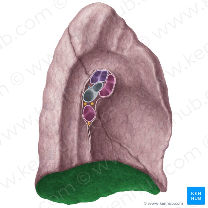 Facies diaphragmatica pulmonis sinistri (Zwerchfellseitige Fläche der linken Lunge); Bild: Yousun Koh