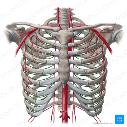 Anterior intercostal artery (Arteria intercostalis anterior); Image: Yousun Koh