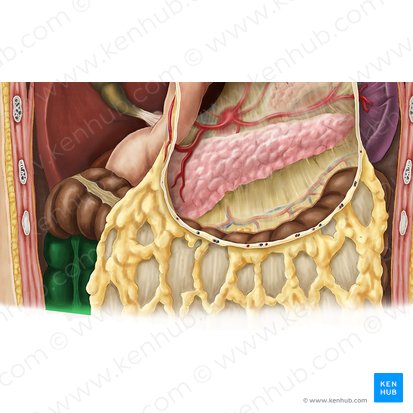 Colon ascendens (Aufsteigender Dickdarm); Bild: Esther Gollan
