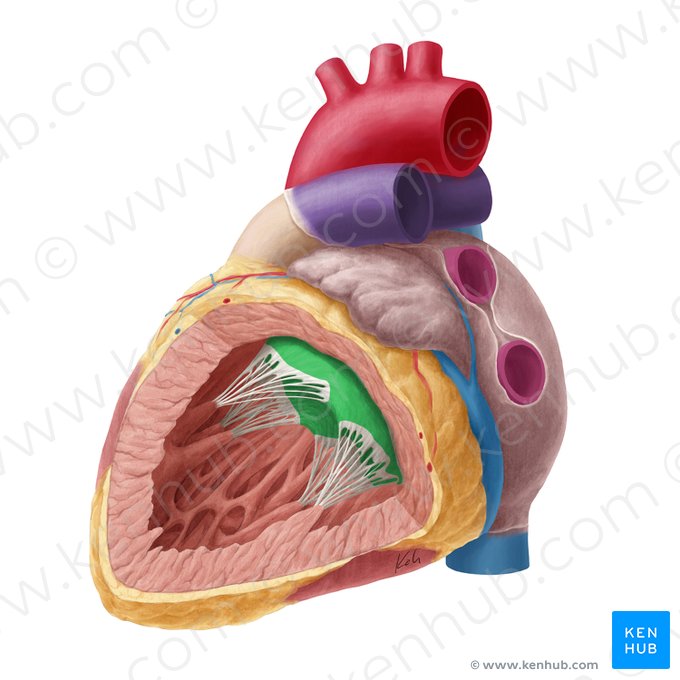 Clear zone of left atrioventricular valve (Zona clara valvae atrioventricularis sinistrae); Image: Yousun Koh