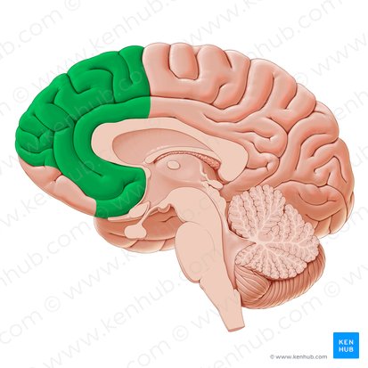Medial region of prefrontal cortex (Regio medialis corticis prefrontalis); Image: Paul Kim